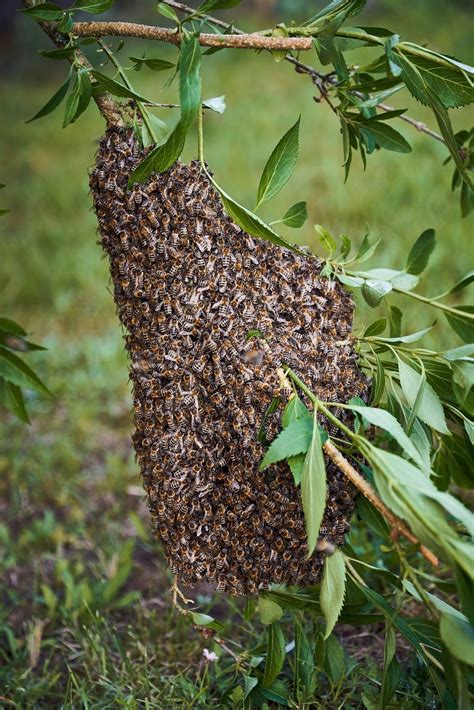 Do bees swarm and then leave?